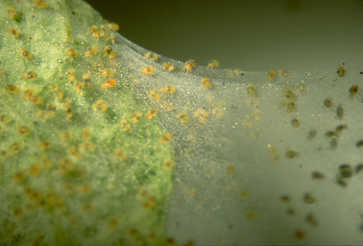 ACARIENS : nos clés pour contrôler les populations en préventif et en curatif