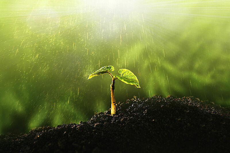 Young plant growing at sunlight. Saving environment, save clean 