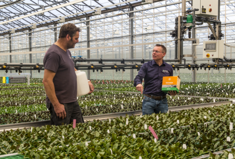 L'Entonem protège les jeunes orchidées contre les champignons microscopiques