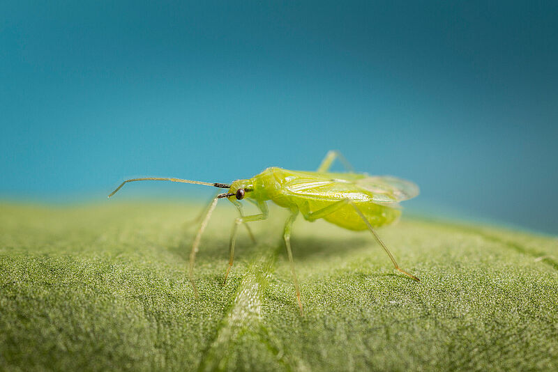 Macrolophus_pygmeus_2_copyright_Koppert.jpg