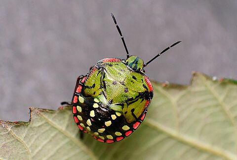 Nezara viridula