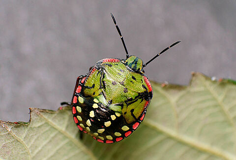 Nezara viridula
