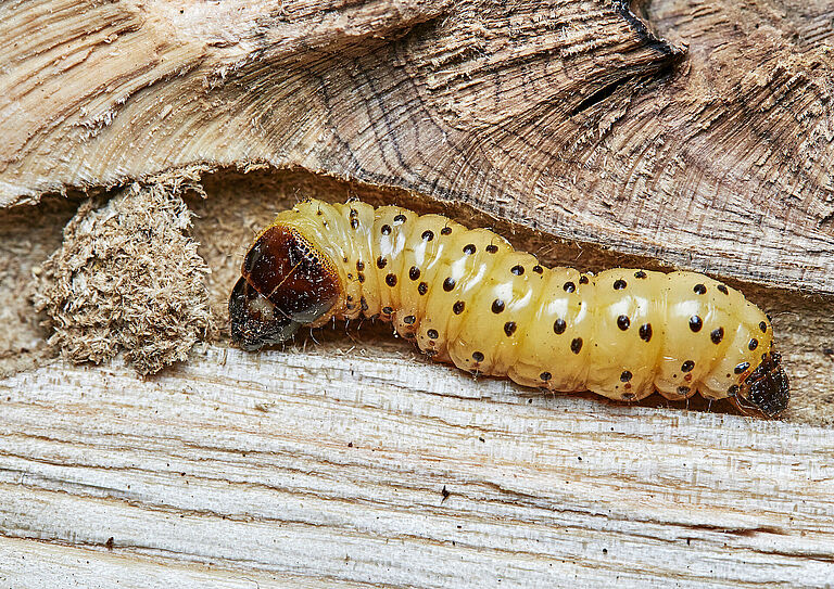 Larva of wood leopard moth Zeuzera pyrina on tree bark