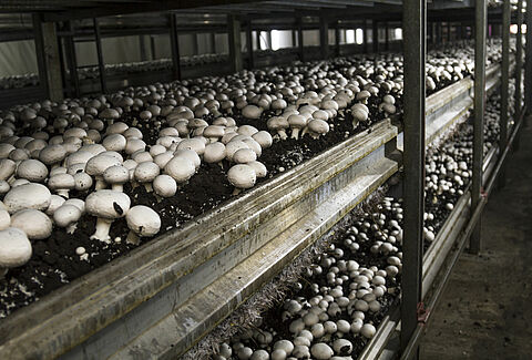 Champignon