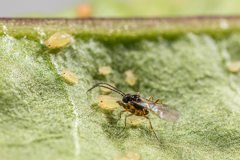 Aphidius_ervi_parasite_pucerons_credit_Koppert.jpg