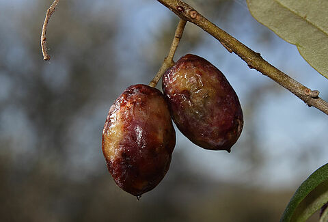 Mouche de l’olive