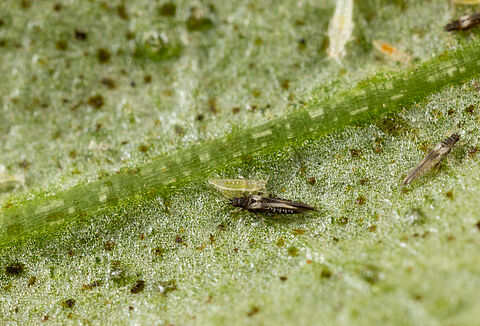 Thrips de l’impatiens