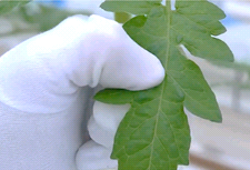 Virus de la mosaïque du Pepino : vaccinez vos plants grâce au V10