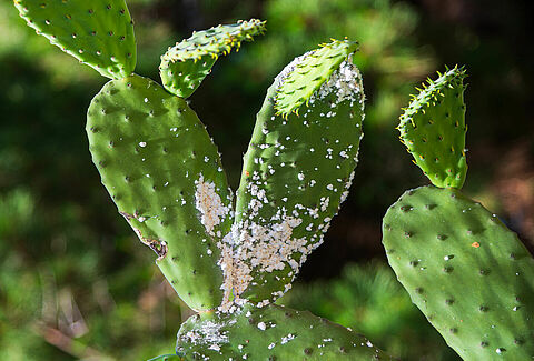 Cochenille du cactus