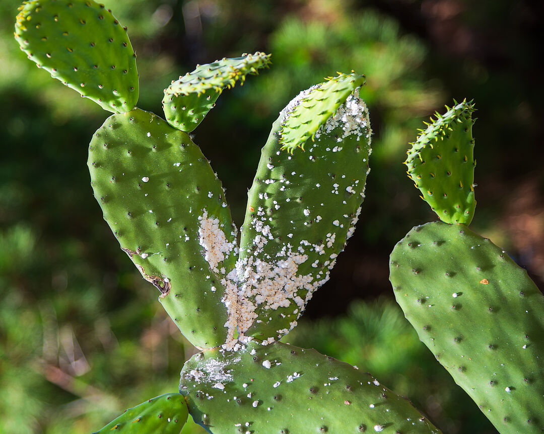 Cochenille du cactus - Biocontrle, dgts et cycle de vie