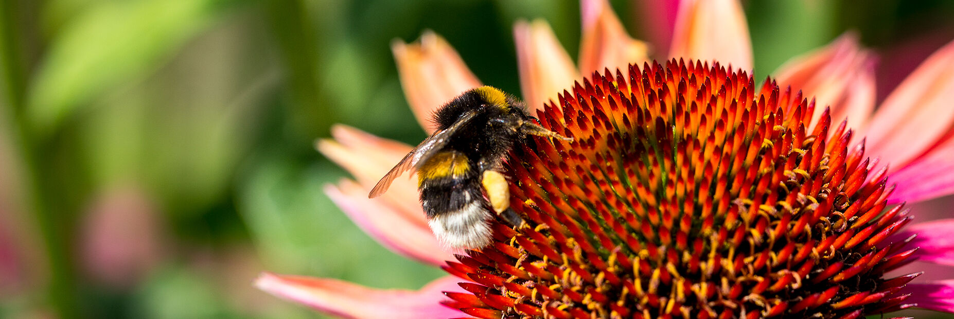 Piqûres de bourdons