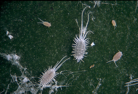 Cochenille farineuse des serres