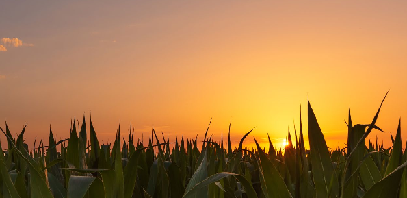 Résultats d’essais Triario WG + Stingray 25