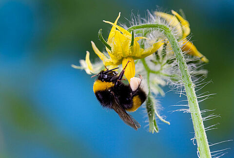 Interactions plante-pollinisateur par températures élevées