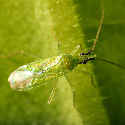 Macrolophus pygmaeus Adulte