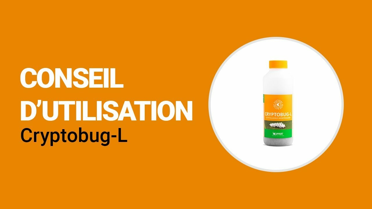 Comment utiliser Cryptobug-L de Koppert