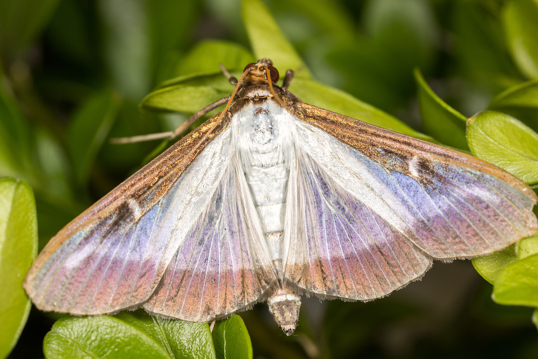 Pyrale du buis Biocontrôle, dégâts et cycle de vie — free download