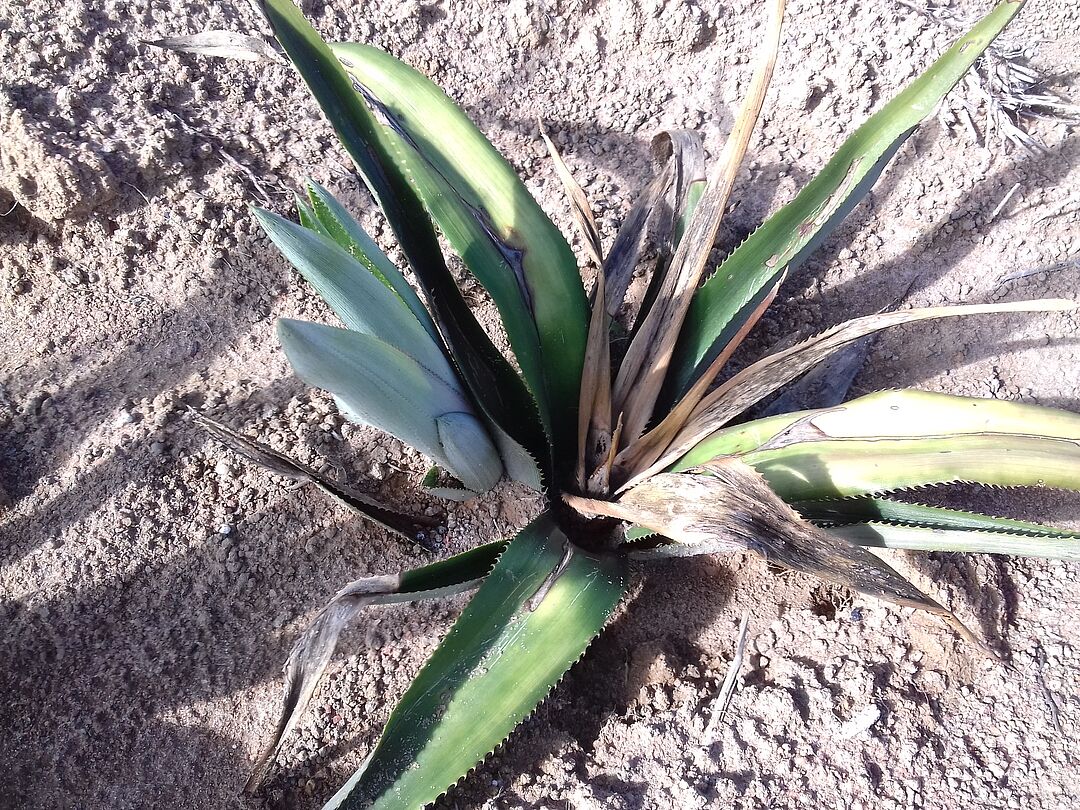 Fusarium spp - Prevention, Control and Damage