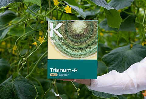 Trianum lutte efficacement contre le Pythium dans le concombre