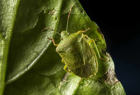 Une nouvelle solution biologique contre la punaise verte sera disponible en 2022