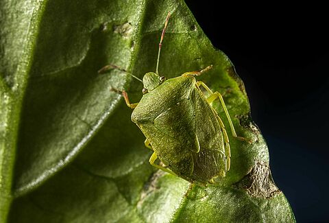 Une nouvelle solution biologique contre la punaise verte sera disponible en 2022
