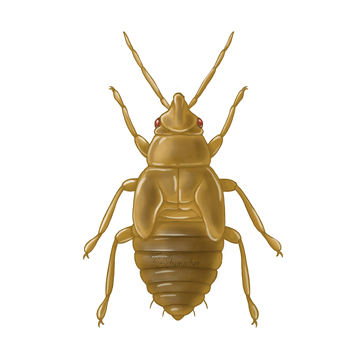 Orius laevigatus nymphe plus âgée