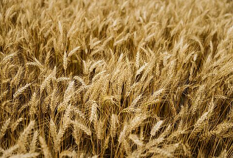 Cultures de plein champ