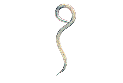 Protection des cultures