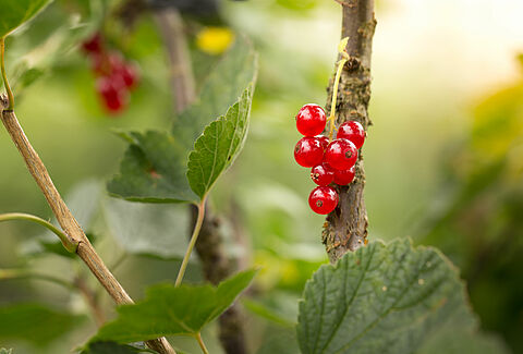 Groseillier à grappes