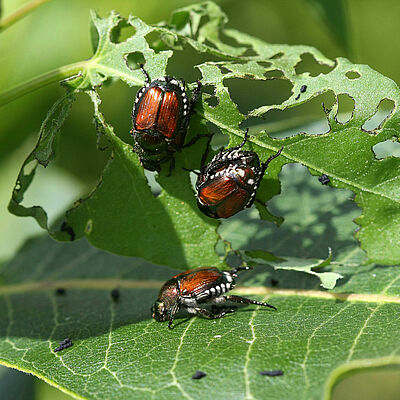 Japanese Beetles Popillia japonica eating from leaves