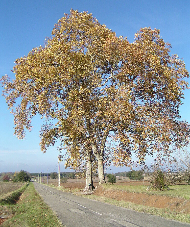 Sycamore lace bug Corythucha ciliata Plane tree Damage