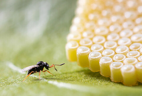 NEZAPAR, contrôle naturel des punaises vertes Nezara viridula