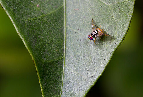 Mouche méditerranéenne