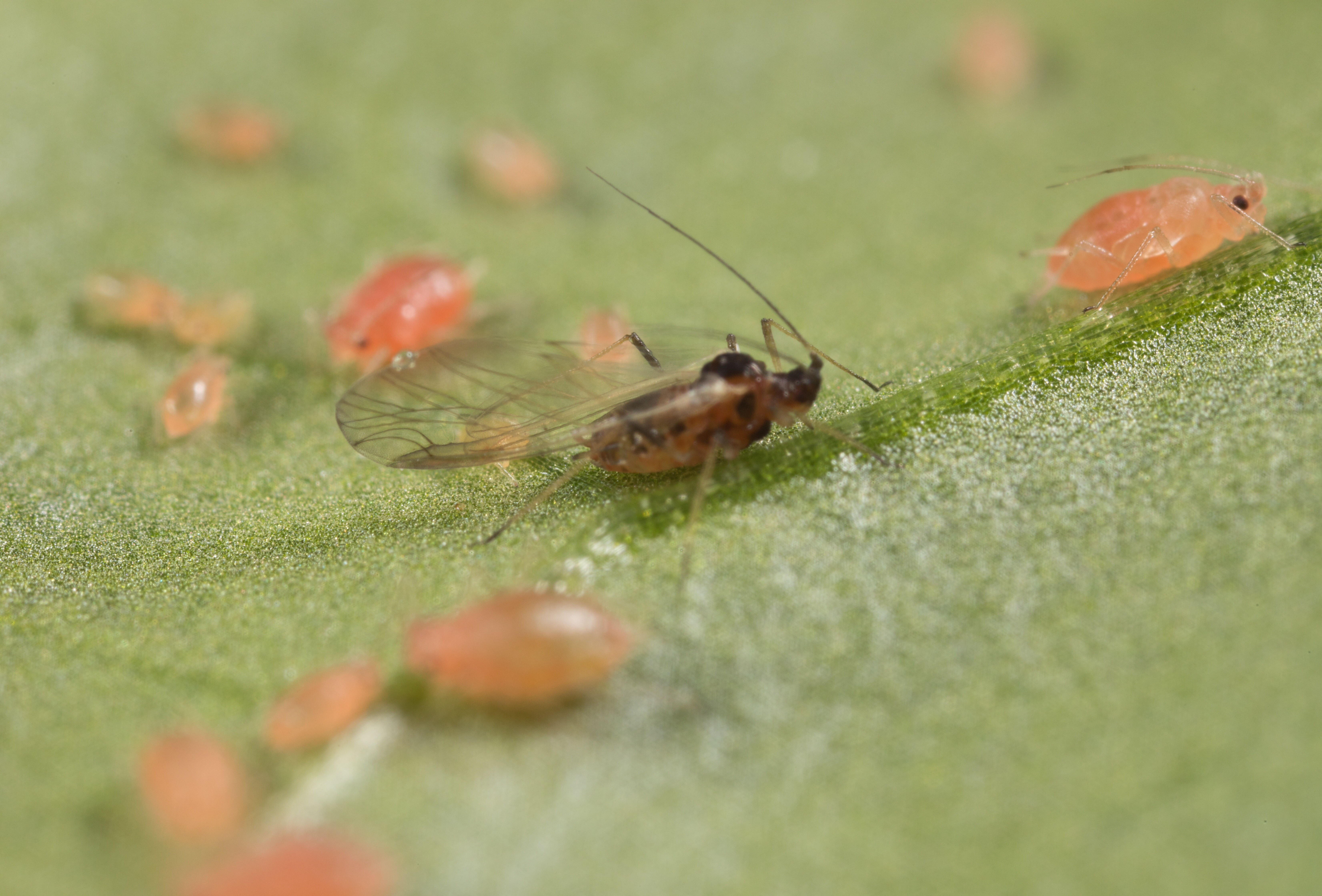 Ravageurs des fruitiers : c'est le moment d'appliquer LOVELL, nouvel insecticide et acaricide de biocontrôle