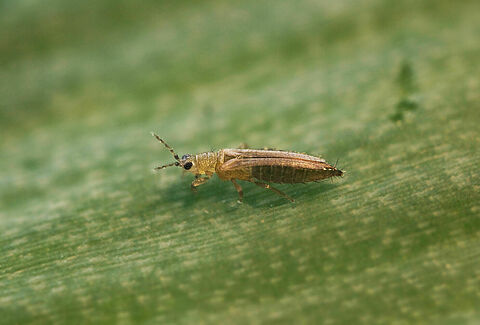 Thrips du tabac et de l’oignon