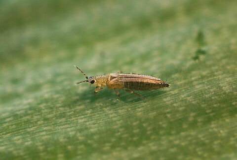 Thrips du tabac et de l’oignon