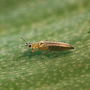 Female Onion thrips Thrips tabaci