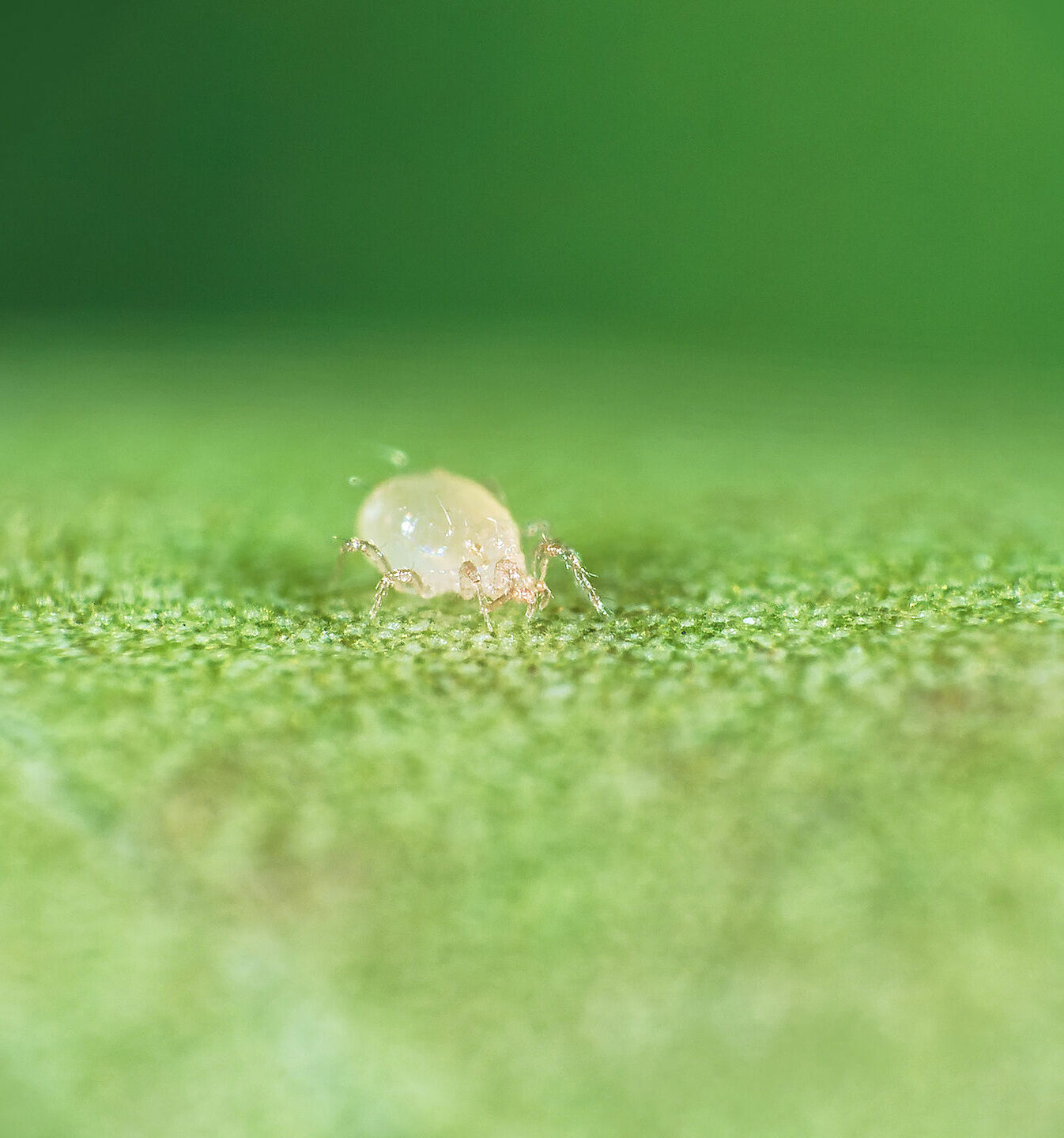 Amblyseius_andersoni_Koppert_Biological_Systems-2.jpg