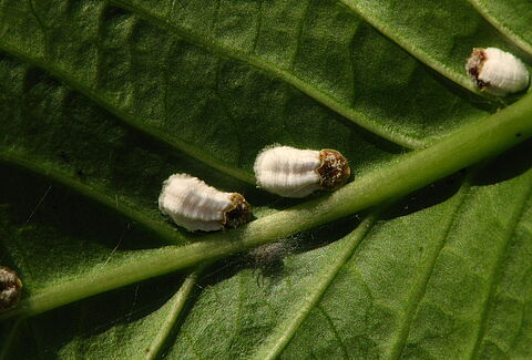 Cochenille pulvinaire