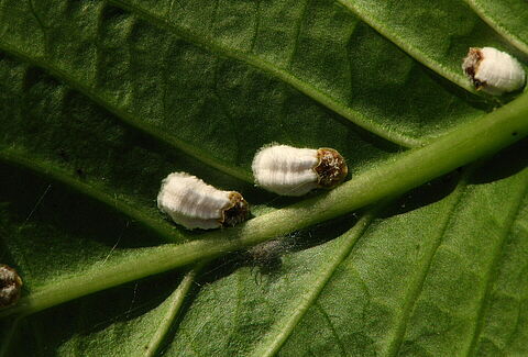 Cochenille pulvinaire