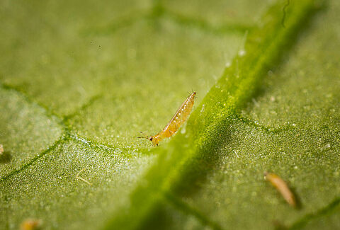 Thrips californien