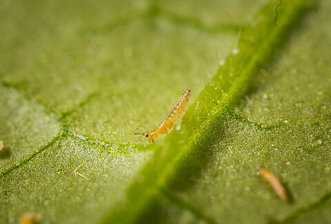 Thrips californien