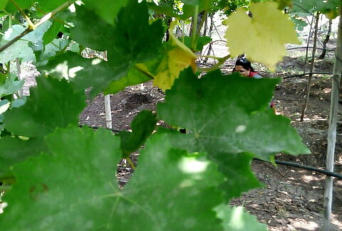 Oïdium de la vigne