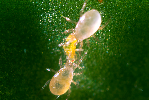 Koppert, leader des acariens prédateurs !