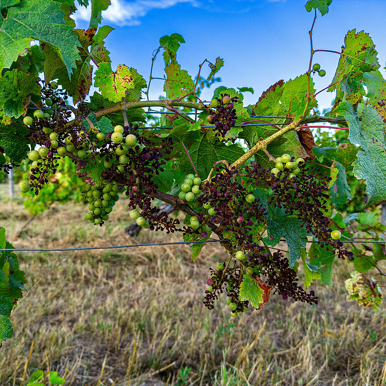 FRANCE, GIRONDE, TARGON, ATTAQUE DE MILDIOU SUR UN VIEUX PIED DE VIGNE A L'ETE 2023, LE VIGNOBLE DU BORDELAIS EST TOUCHE A 90% PAR CETTE MALADIE //  FRANCE, GIRONDE, TARGON, ATTACK OF DOWNY MILDEW ON AN OLD VINE IN THE SUMMER OF 2023, 90% OF BORDEAUX VINEYARDS ARE AFFECTED BY THIS DISEASE