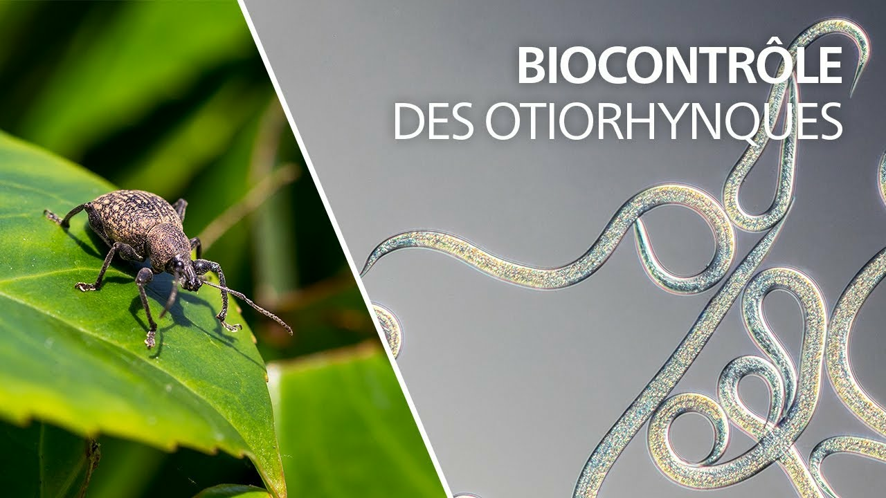 Biocontrôle des otiorhynques avec les nématodes Heterorhabditis bacteriophora