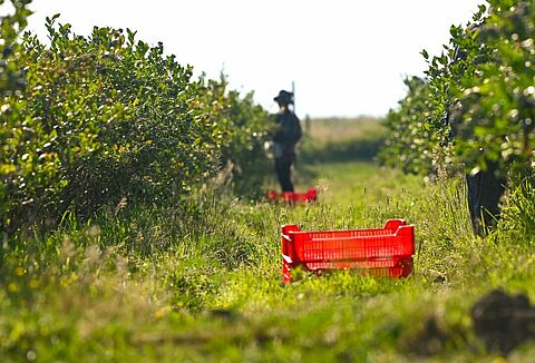 Oui, je suis satisfait de Natupol Booster et des services de Koppert !