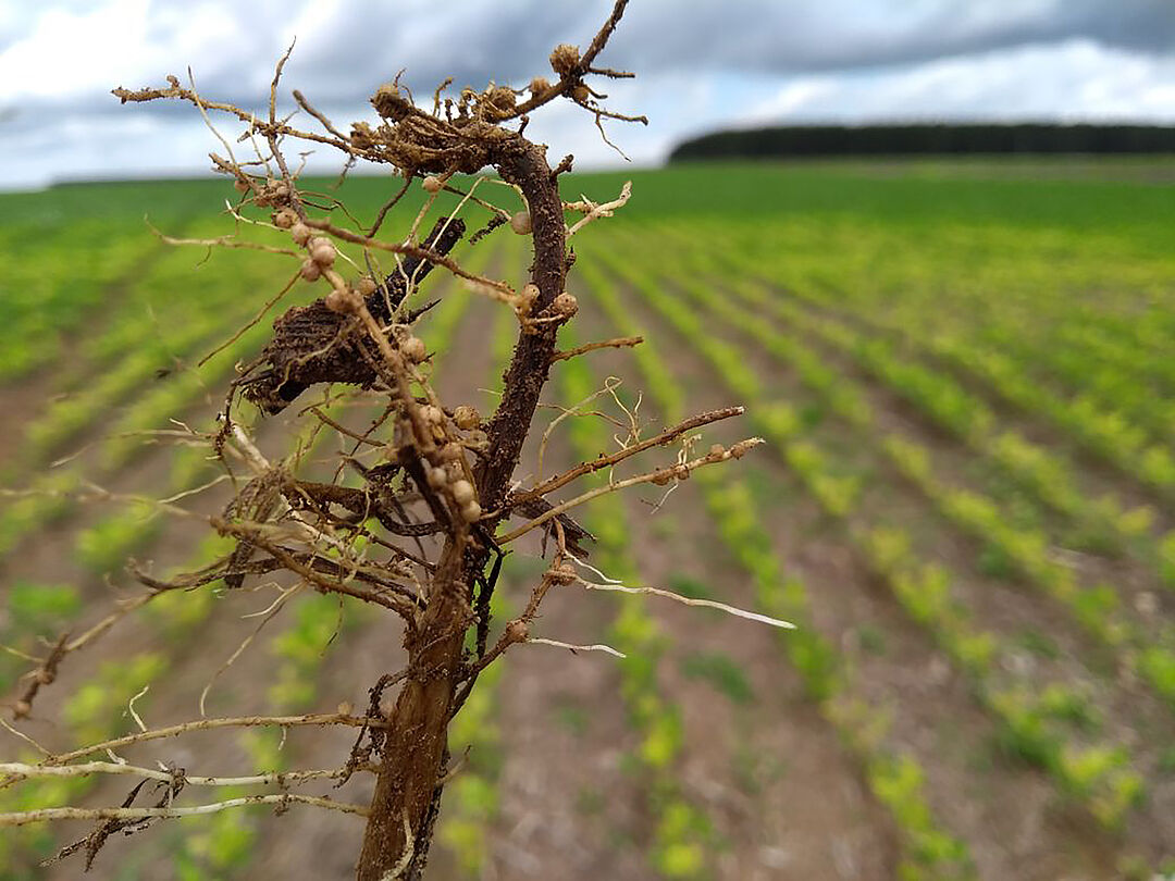 Fusarium spp - Prevention, Control and Damage