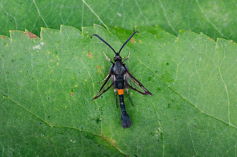Hornet clearwing moth Synanthedon myopaeformis