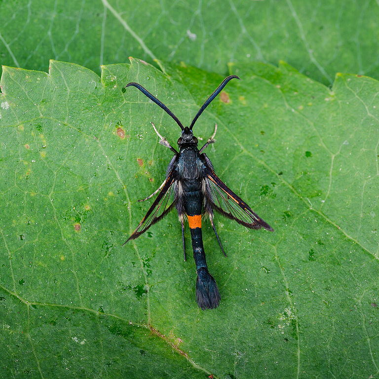 Hornet clearwing moth Synanthedon myopaeformis